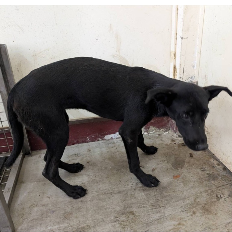 Photo of No. LAABG114081112, Adult · Female · Large · Mixed breed