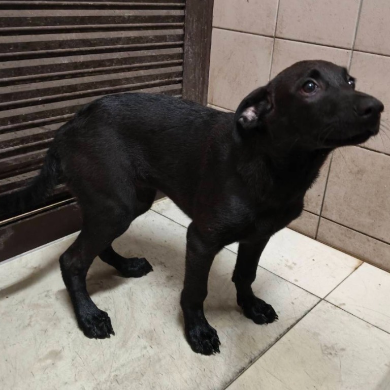Photo of No. LAABG114091205, Adult · Female · Large · Mixed breed