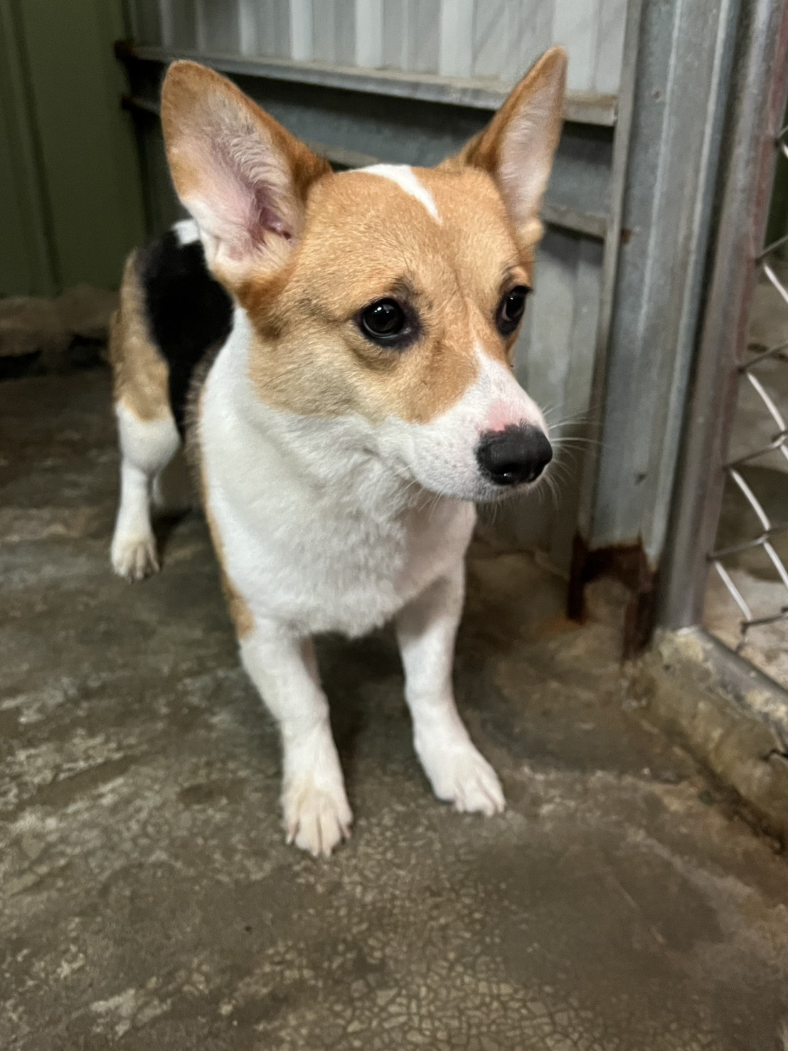 Photo of No. AAAJG1141001002, Adult · Female · Medium · Welsh Corgi