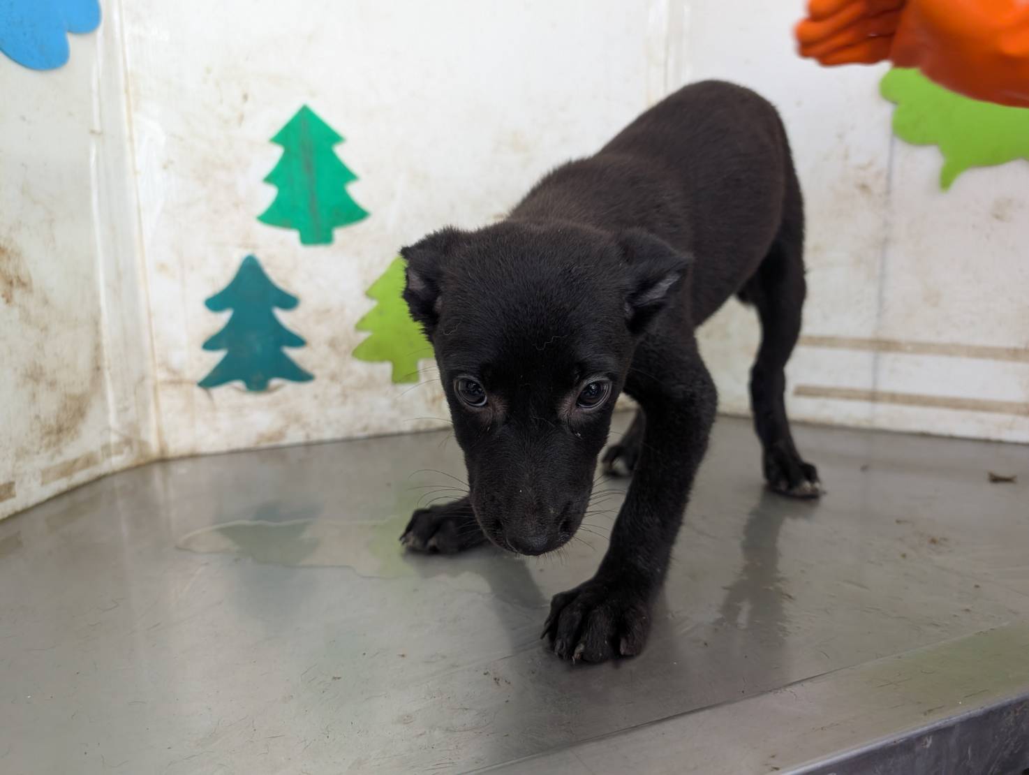 Photo of No. LAABG114081207, Adult · Female · Large · Mixed breed
