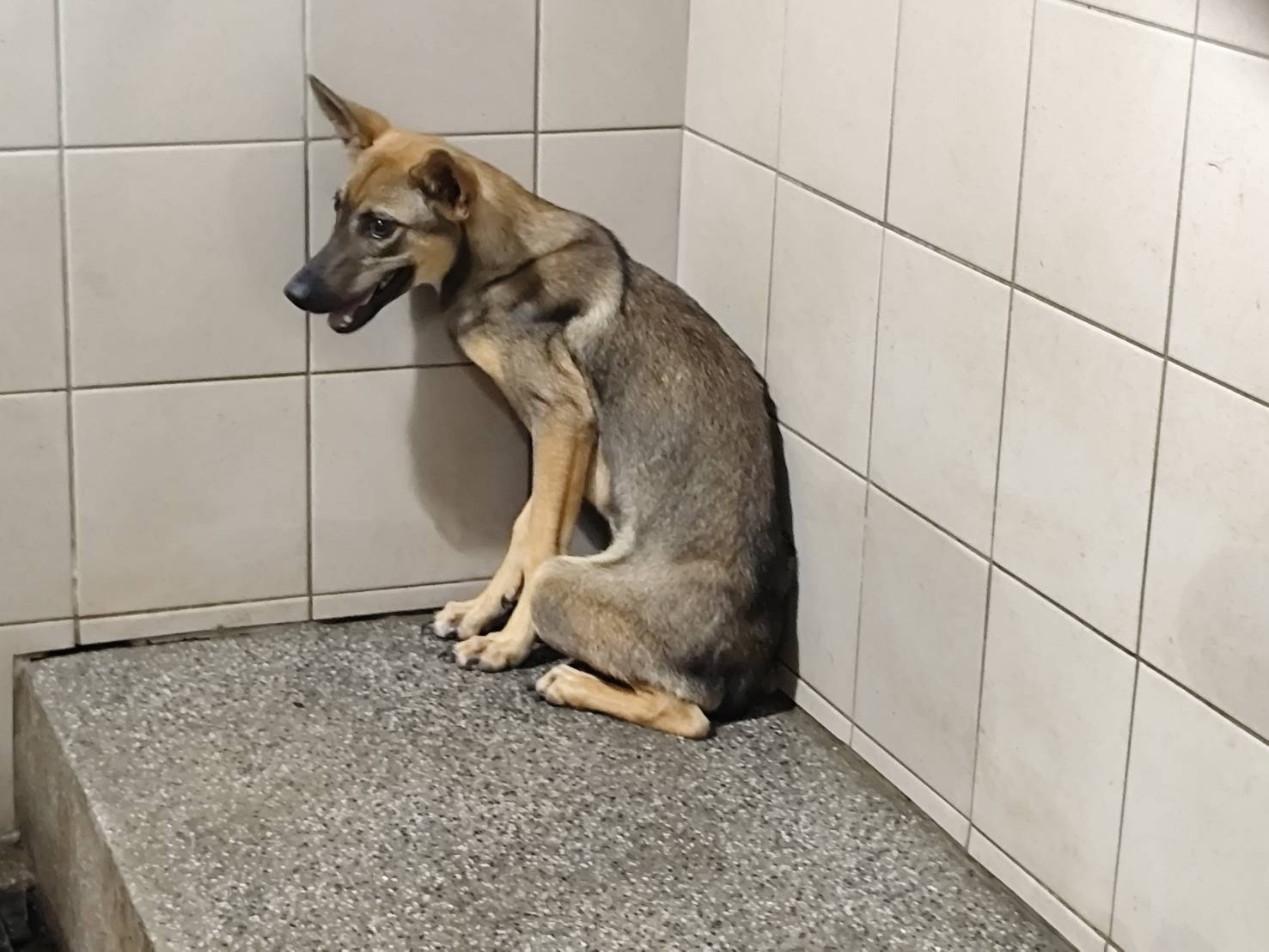 Photo of No. LAABG114092604, Adult · Female · Large · Mixed breed