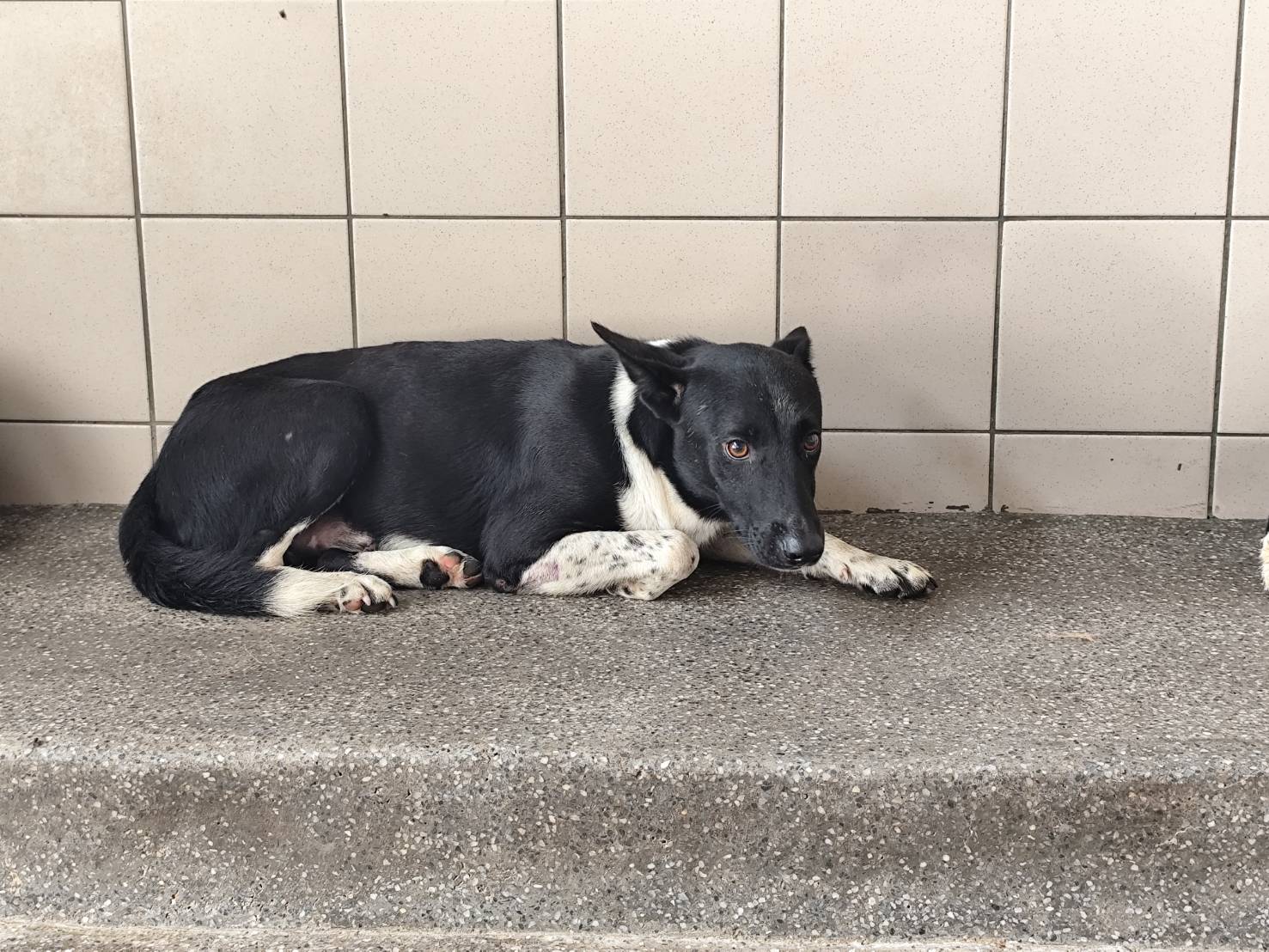 Photo of No. LAABG114092509, Adult · Male · Large · Mixed breed