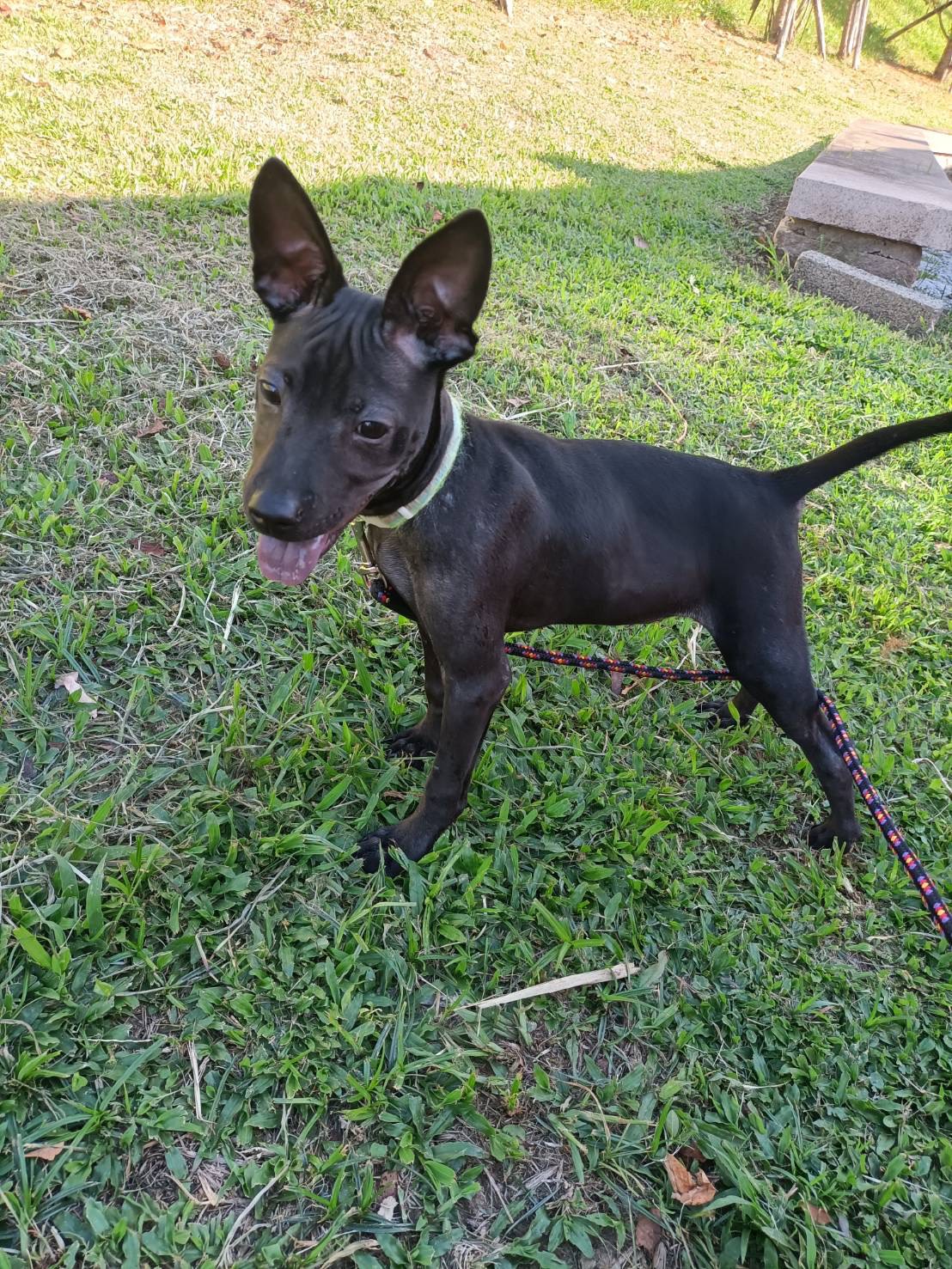 Black young male mixed-breed dog, Small, shelter no. …1004