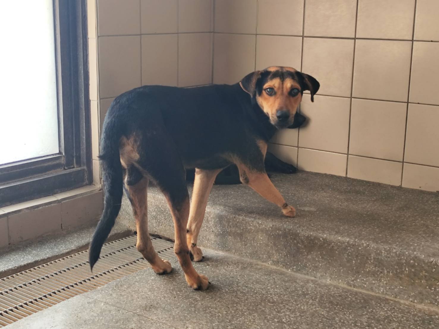 Black adult male mixed-breed dog, Large, shelter no. …2607