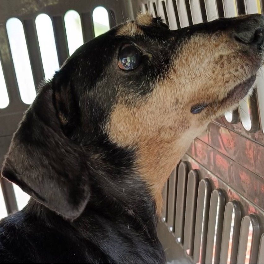 Photo of No. AAACG1141002001, Adult · Female · Small · dachshund