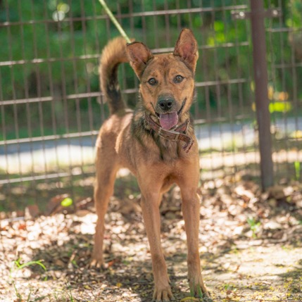 Photo of No. 1131967, Adult · Male · Large · Mixed breed