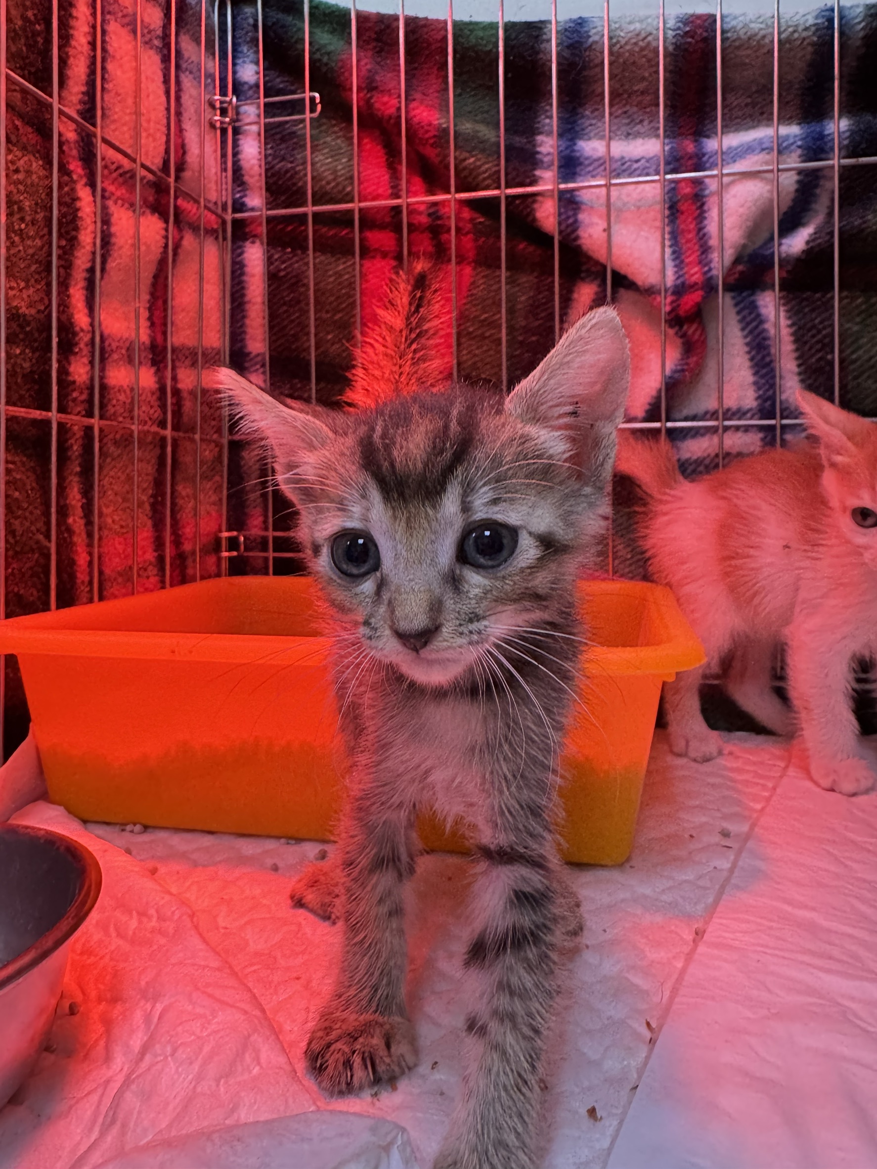 Photo of No. AAAIG1141008001, Young · Female · Small · Mixed breed