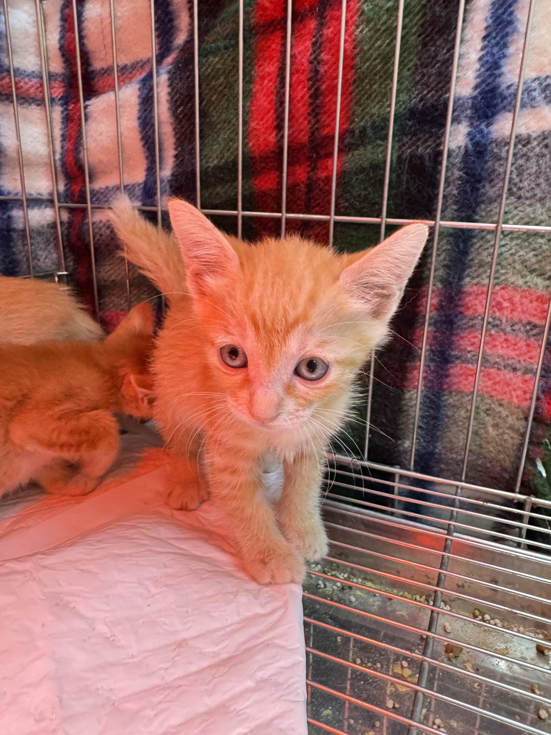Orange tabby young female mixed-breed cat, Small, shelter no. …8003