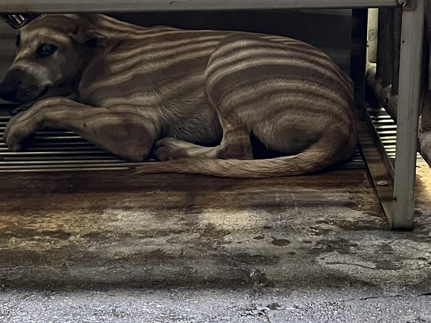 Photo of No. GAAAG1141009003, Adult · Male · Medium · Mixed breed