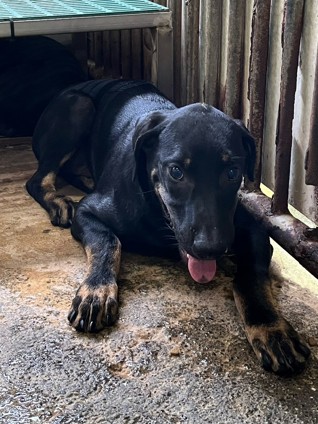 Black-and-tan adult male mixed-breed dog, Medium, shelter no. …9006