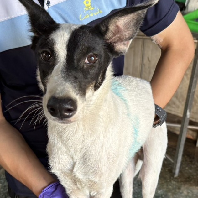 Photo of No. S141009-08, Adult · Male · Medium · Mixed breed