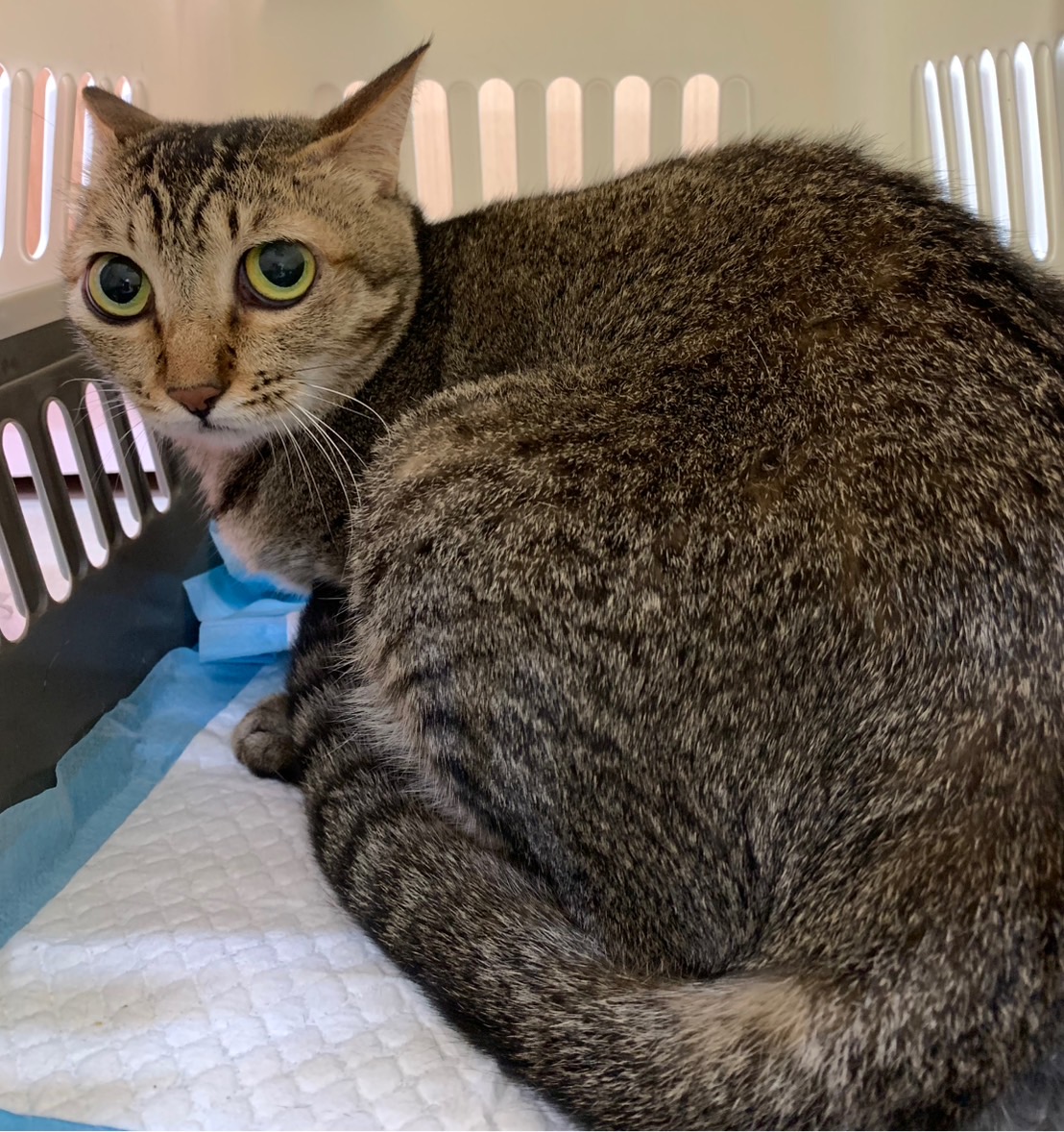 Photo of No. VAAAG114101111, Adult · Female · Medium · Mixed breed