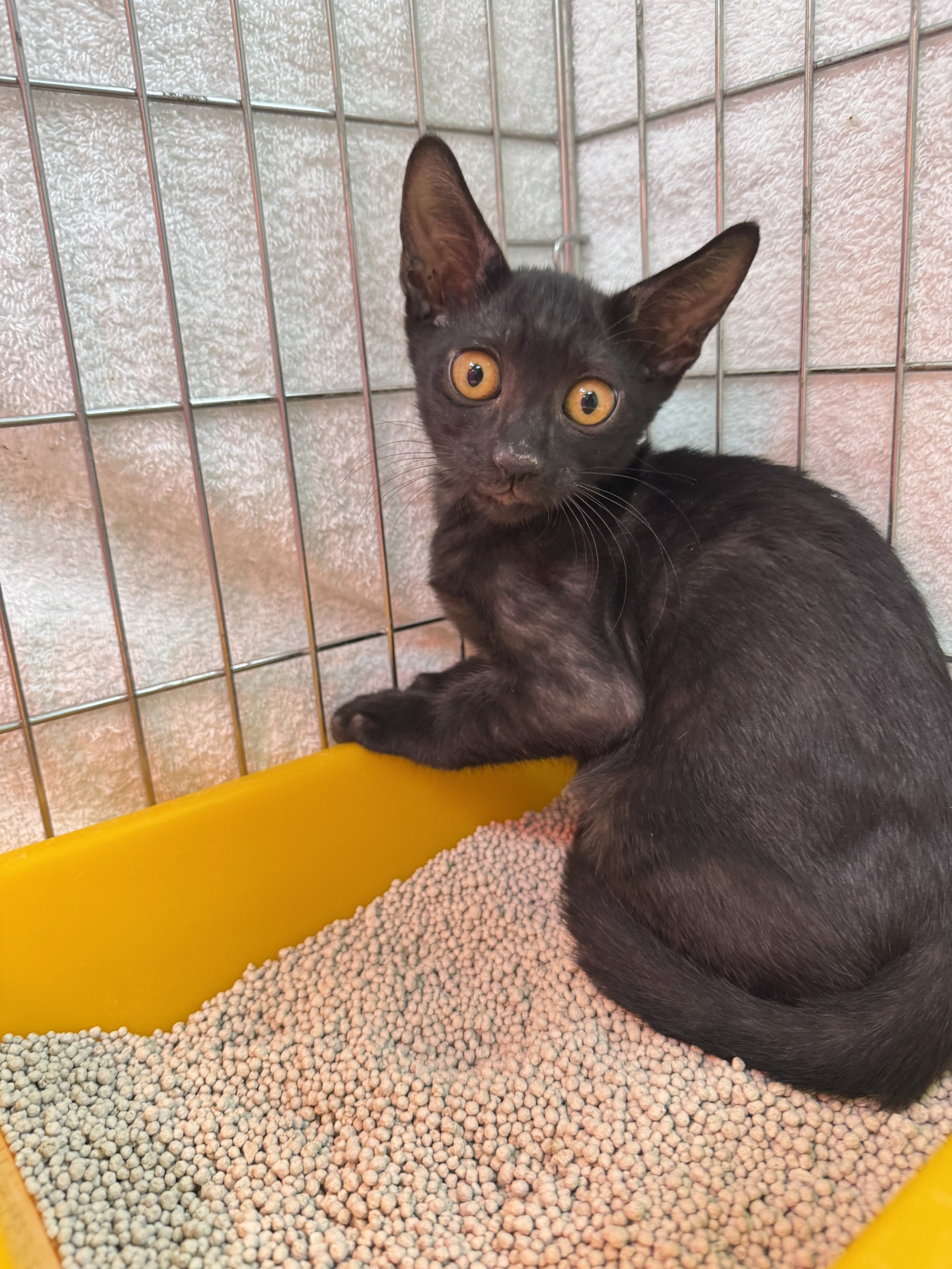 Photo of No. AAAIG1141013001, Young · Male · Small · Mixed breed