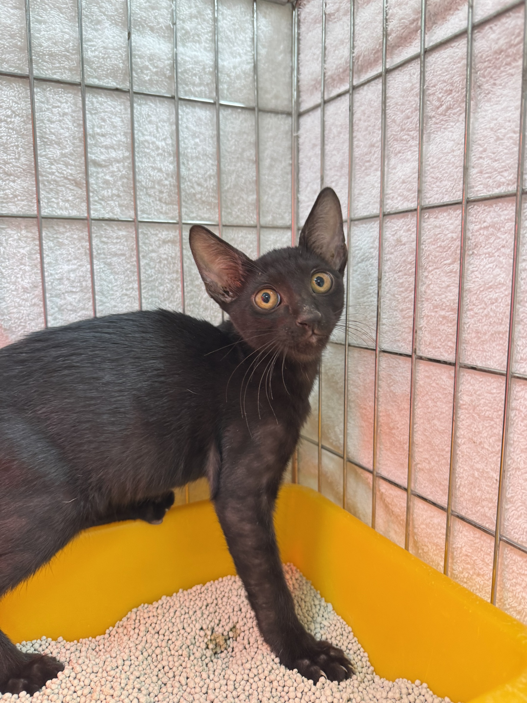 Photo of No. AAAIG1141013002, Young · Male · Small · Mixed breed