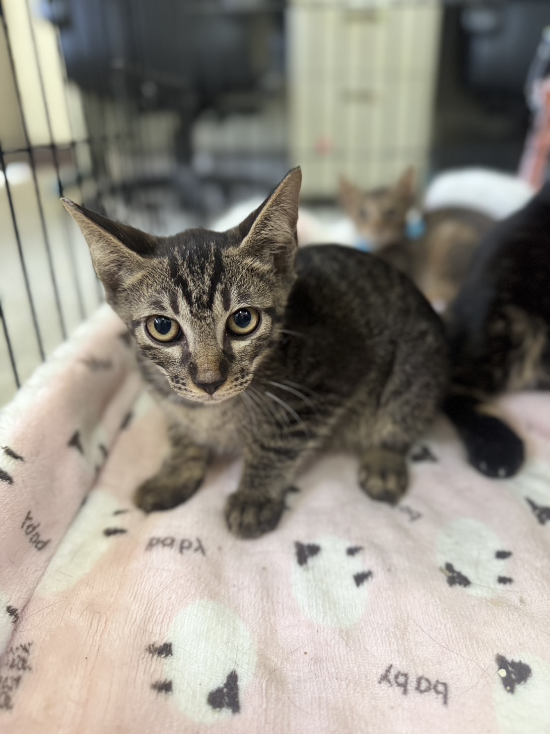 Photo of No. AAACG1141014002, Adult · Male · Medium · Mixed breed