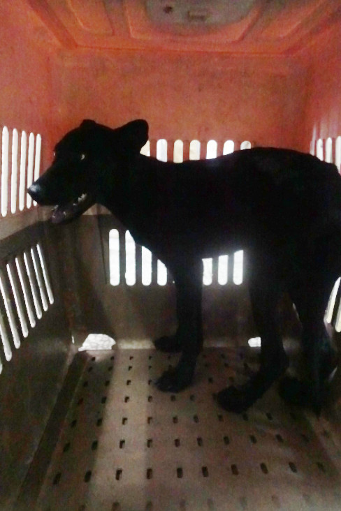 Photo of No. 1141725, Young · Female · Medium · Mixed breed