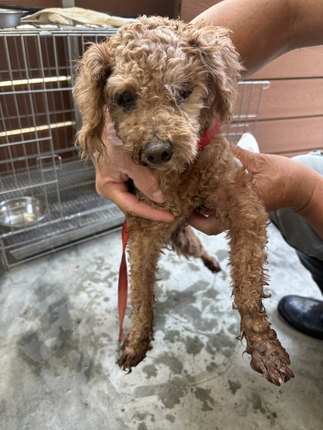 Brown adult male Miniature Poodle, Small, shelter no. …6002