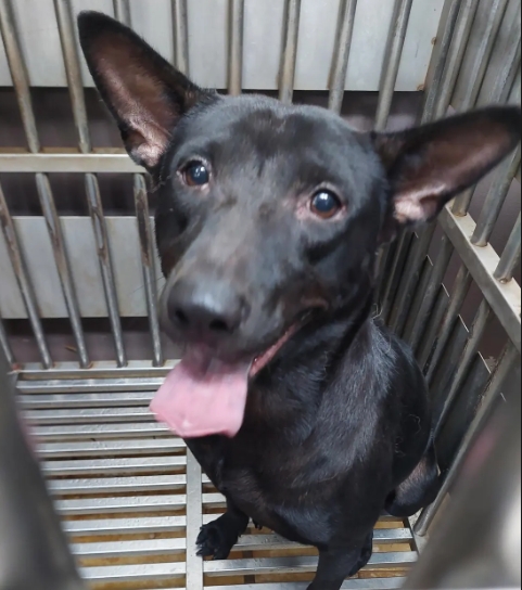 Photo of No. AAAHG1141016003, Adult · Male · Medium · Mixed breed