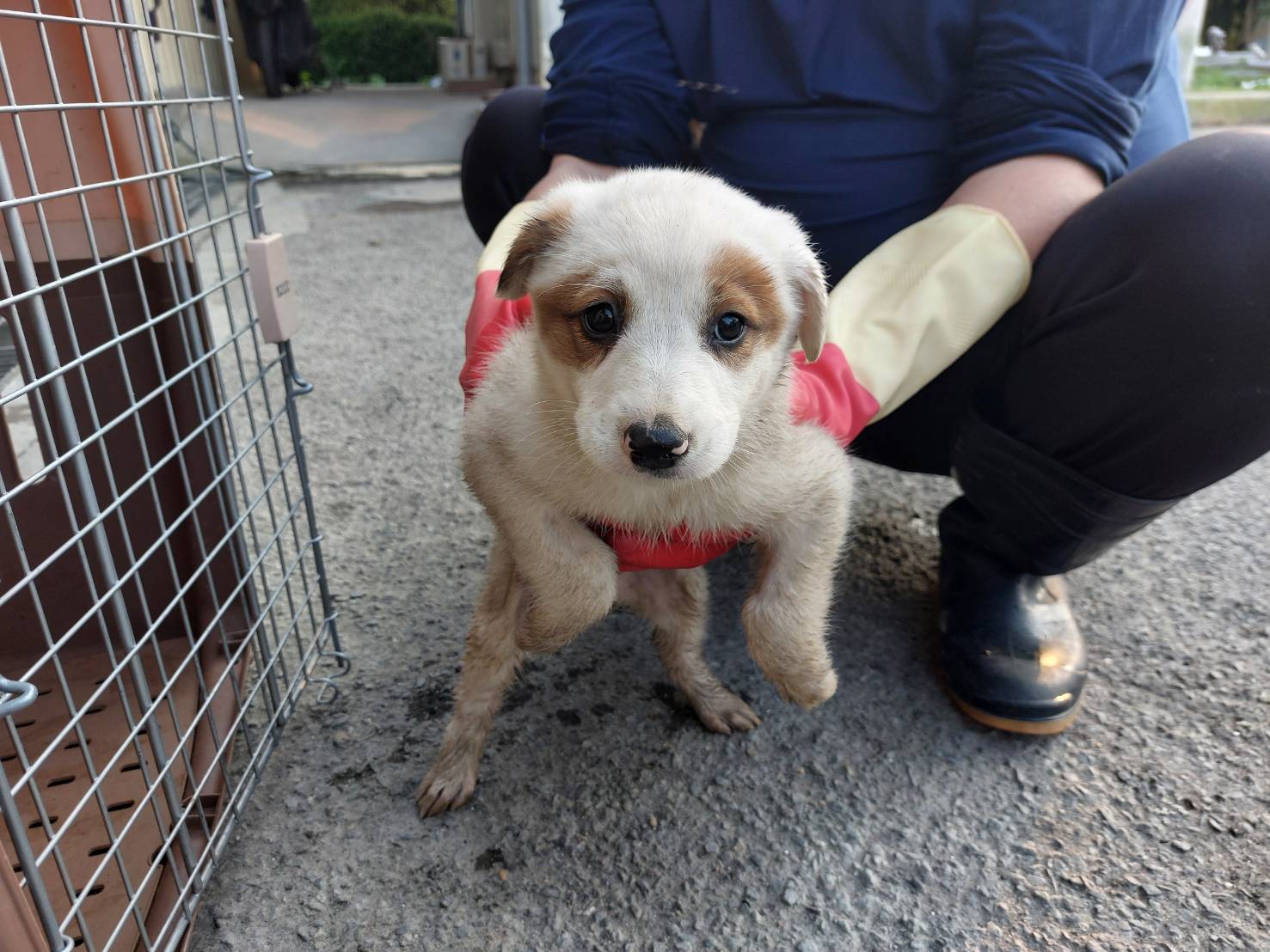 Photo of No. AAAEG1141018001, Young · Female · Medium · Mixed breed