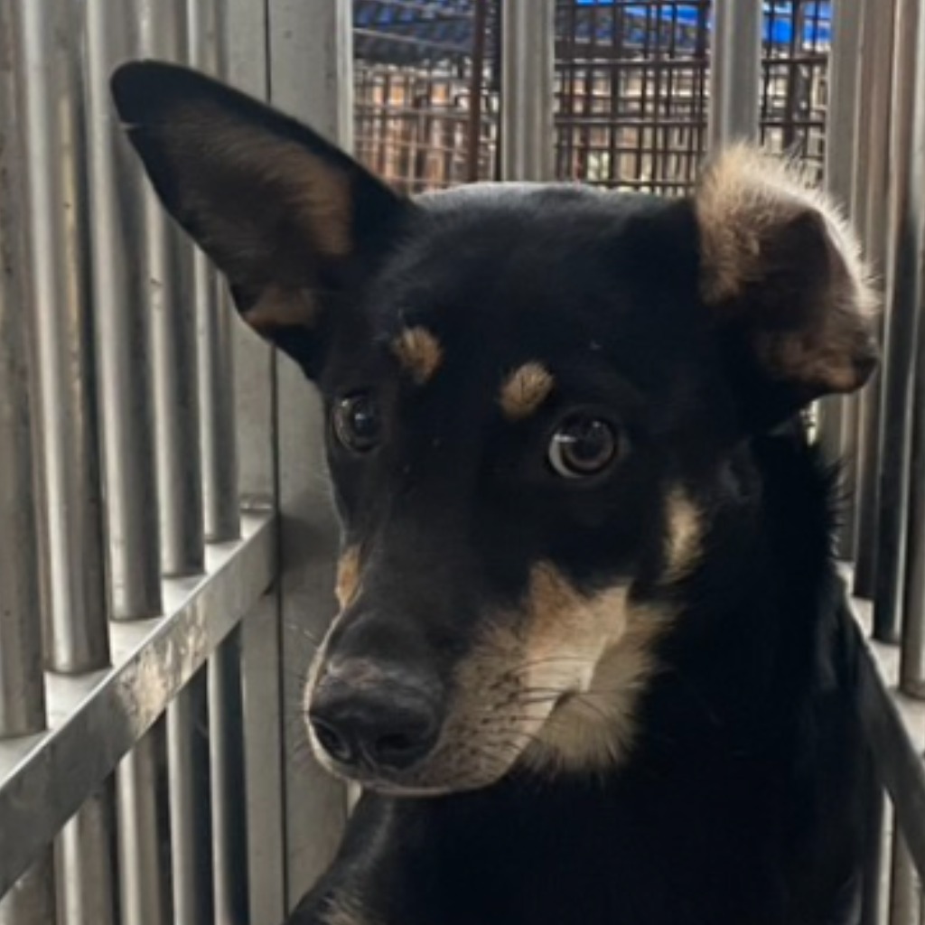 Black-and-tan adult female mixed-breed dog, Large, shelter no. …6016