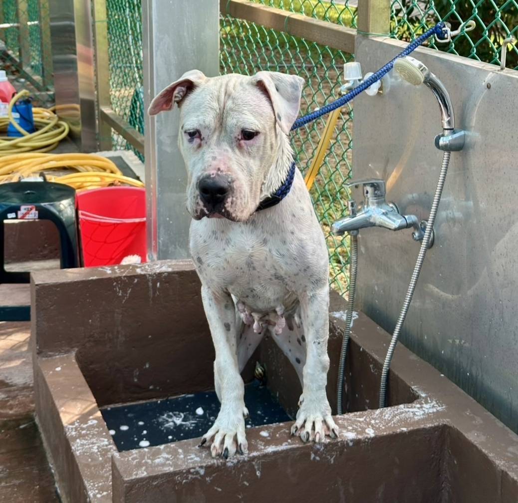 White adult female mixed-breed dog, Large, shelter no. …1002