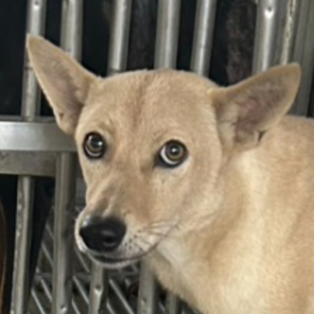 Photo of No. PAAAG1140721020, Adult · Female · Large · Mixed breed