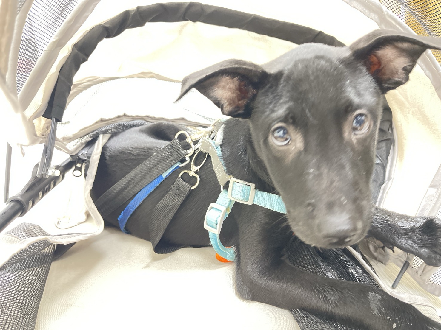 Photo of No. AAAHG1141023001, Young · Male · Medium · Mixed breed