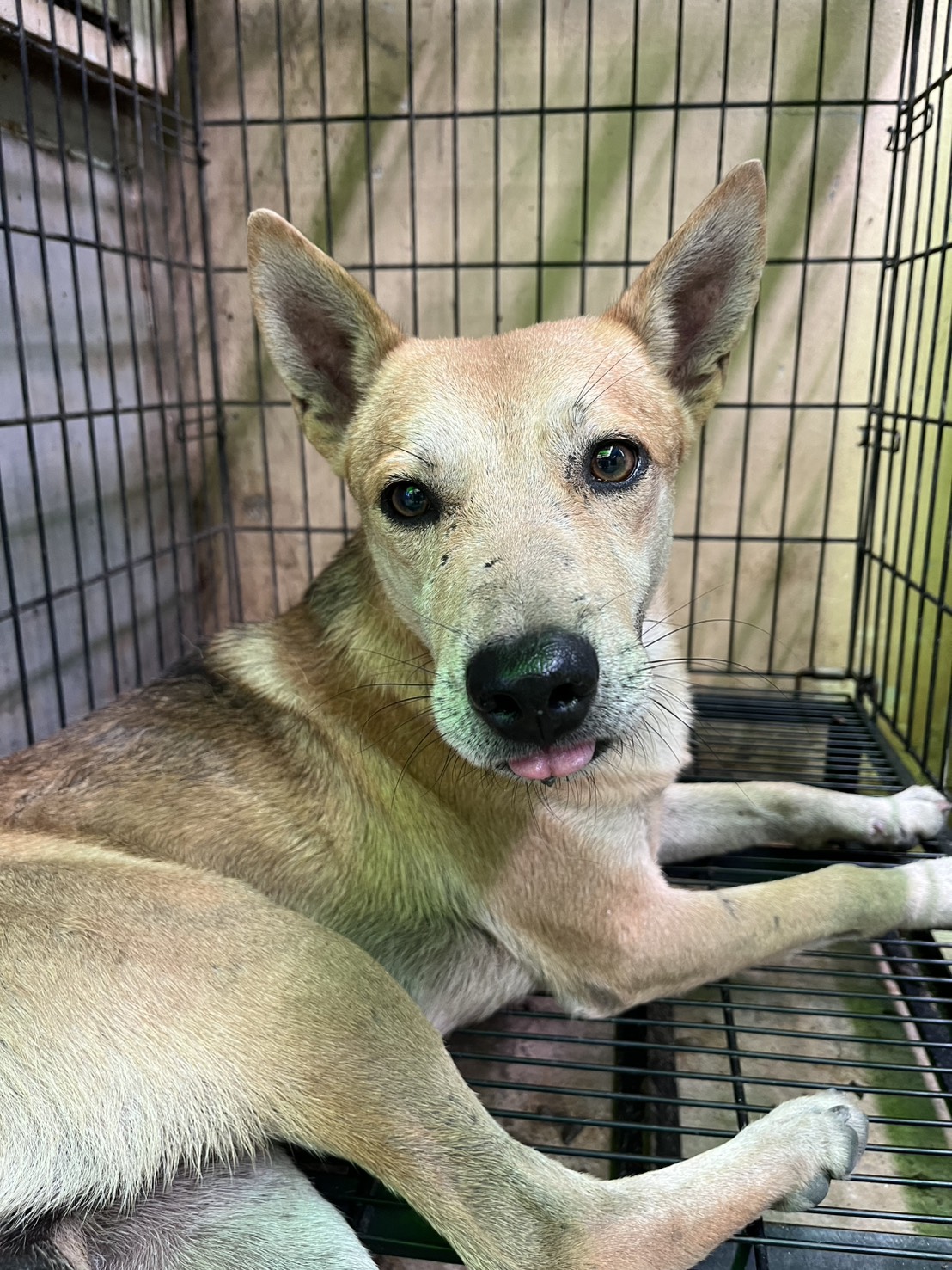 Photo of No. GAAAG1141023011, Adult · Male · Medium · Mixed breed