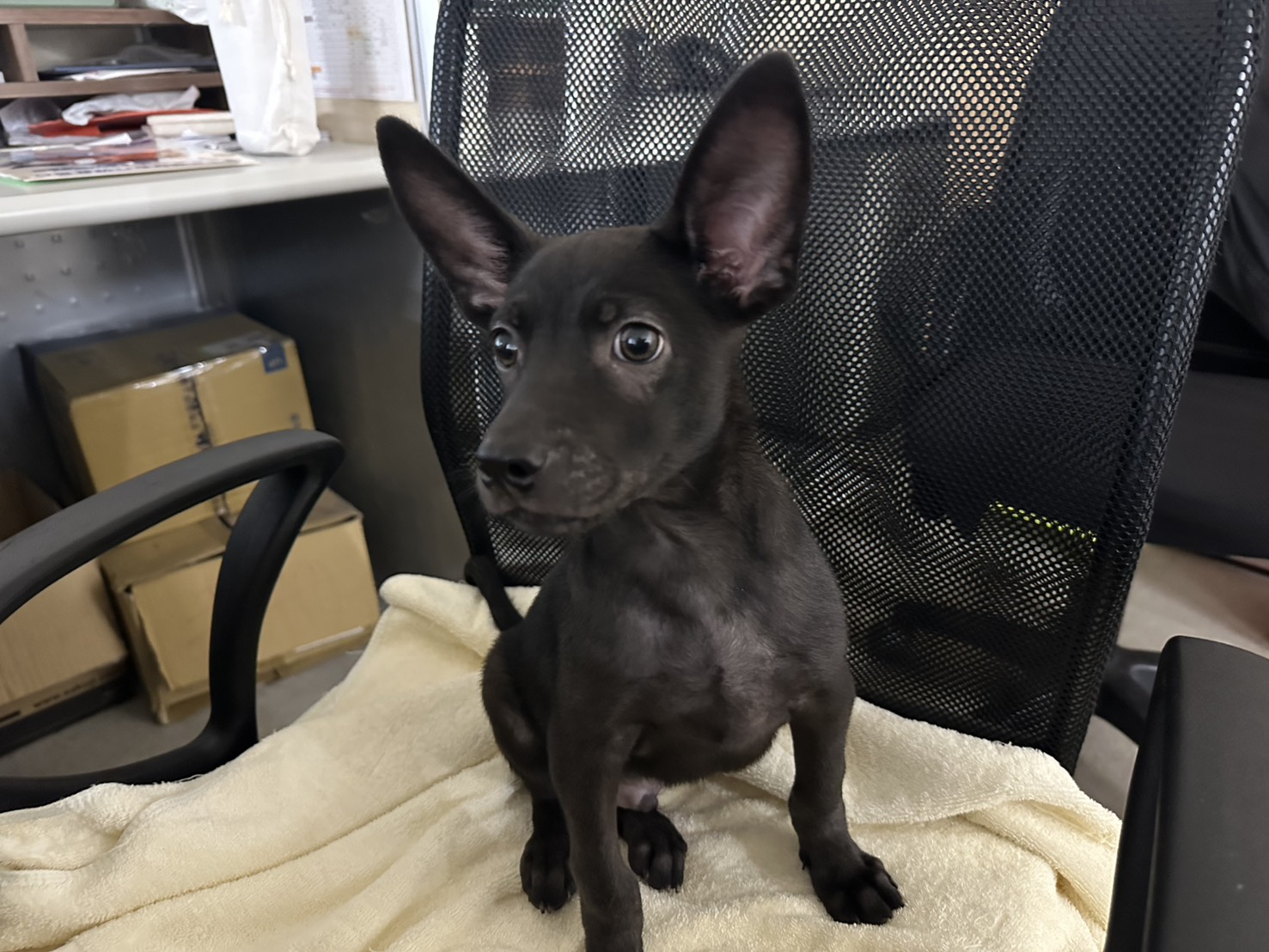 Black young male mixed-breed dog, Small, shelter no. …2304