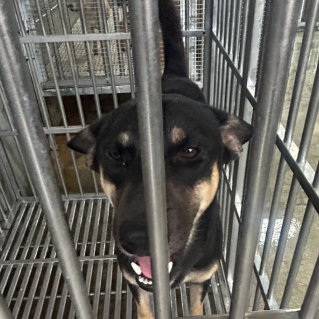 Photo of No. PAAAG1140924014, Adult · Male · Large · Mixed breed