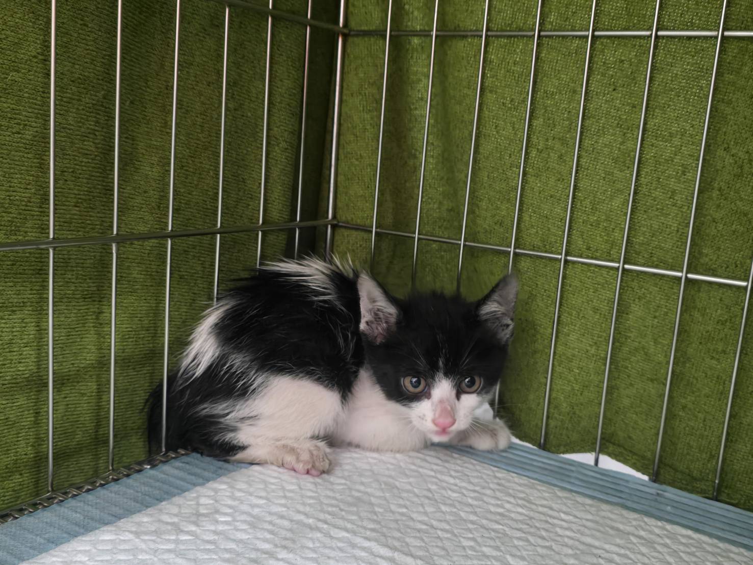 Photo of No. VAAAG114102604, Young · Female · Small · Mixed breed