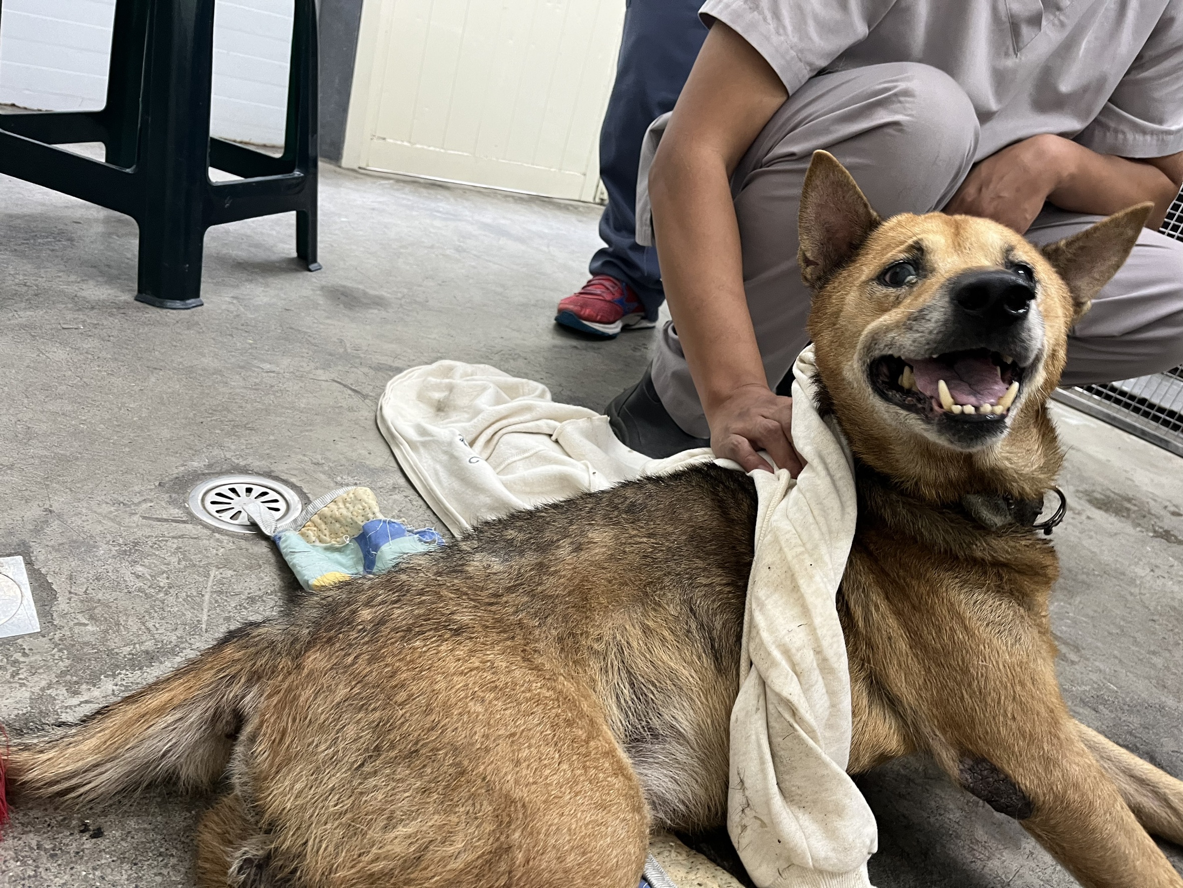 Photo of No. VAAAG114102702, Adult · Male · Medium · Mixed breed