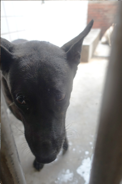 Photo of No. 1141757, Adult · Male · Large · Mixed breed