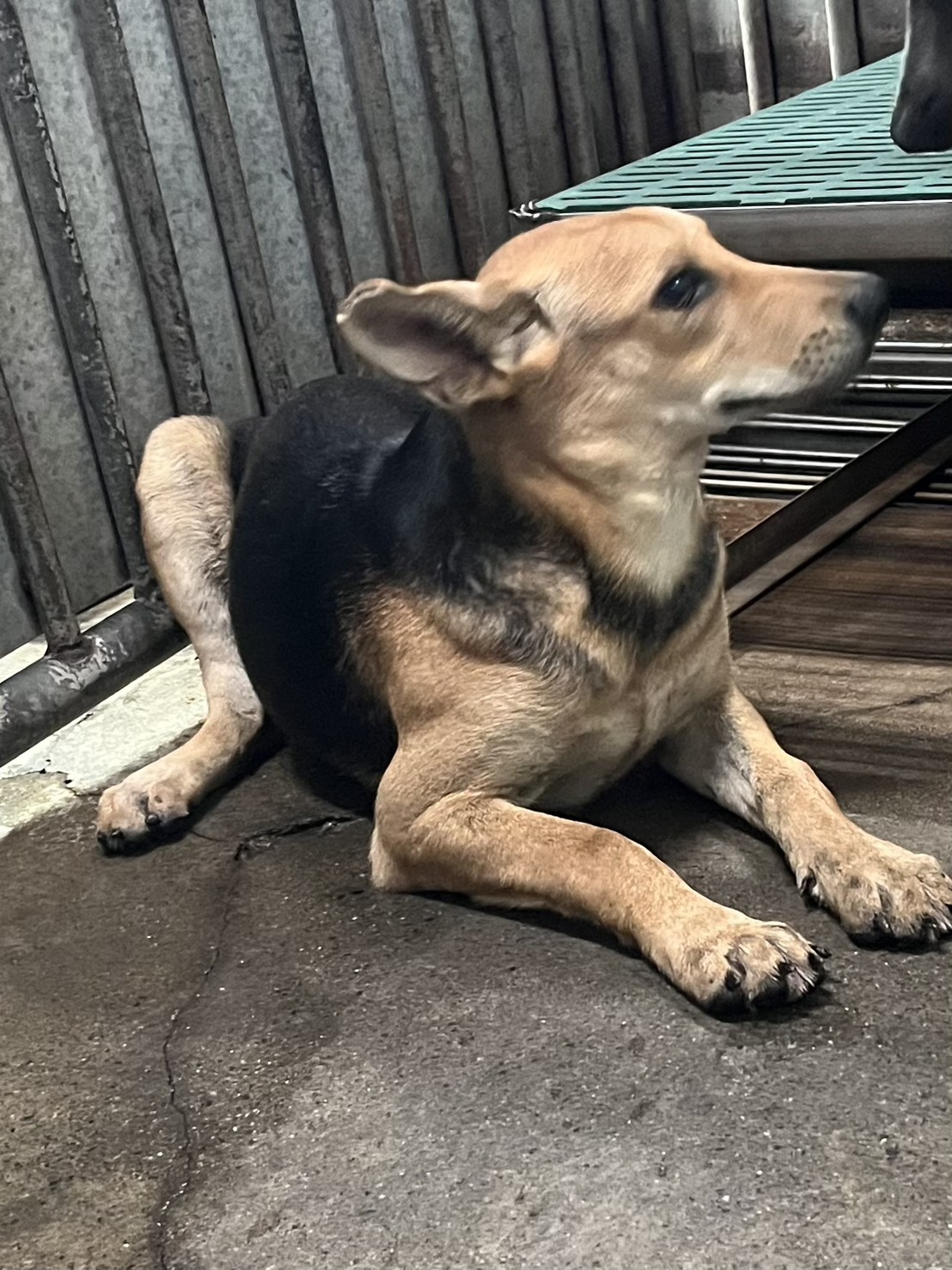 Photo of No. GAAAG1141028003, Adult · Female · Medium · Mixed breed