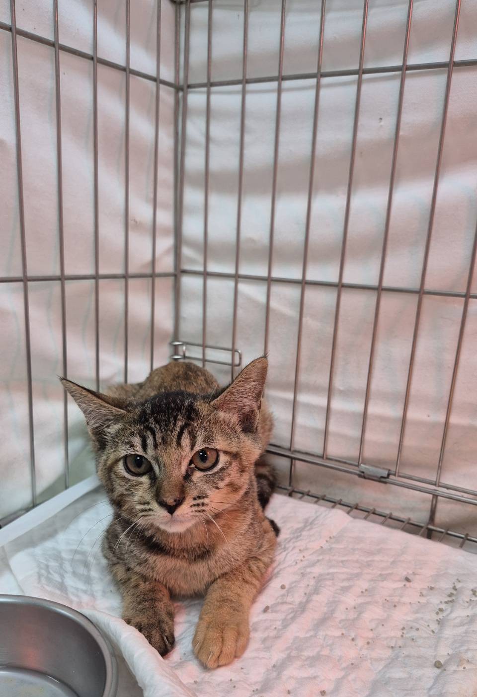 Photo of No. AAAIG1141028002, Young · Female · Small · Mixed breed