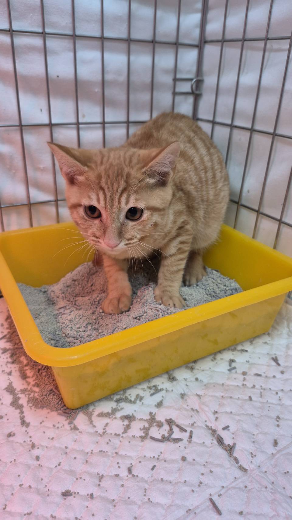 Photo of No. AAAIG1141028003, Young · Male · Small · Mixed breed