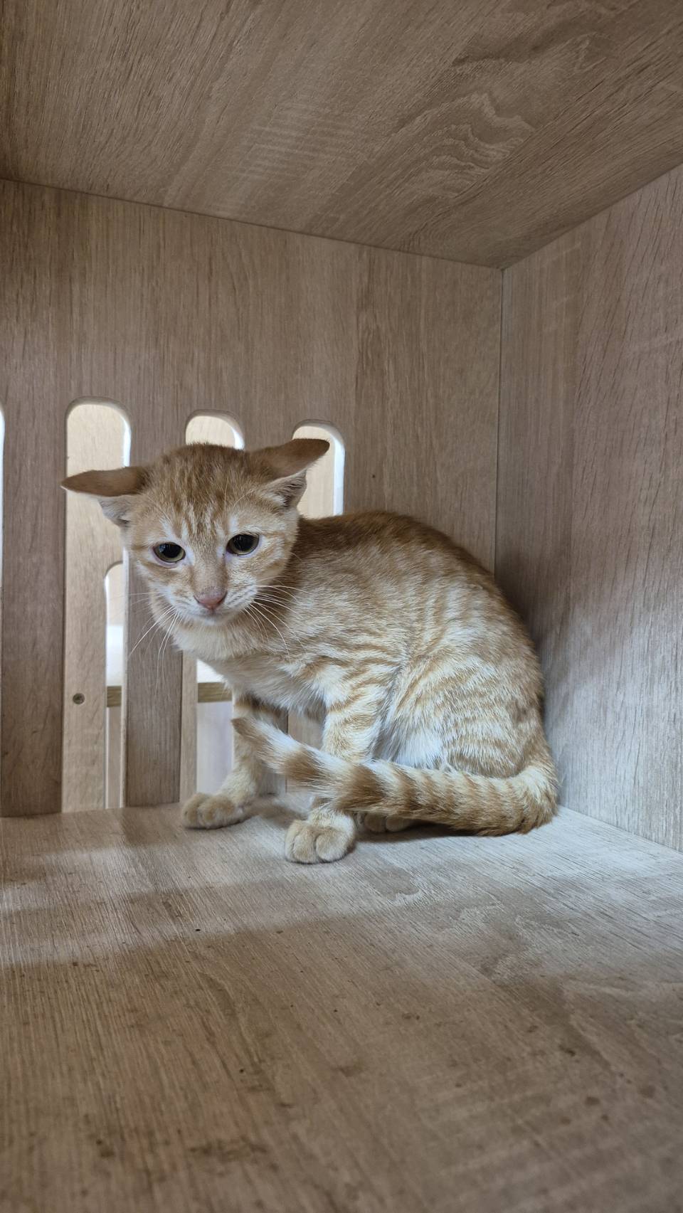 Photo of No. AAAIG1141028005, Young · Female · Small · Mixed breed