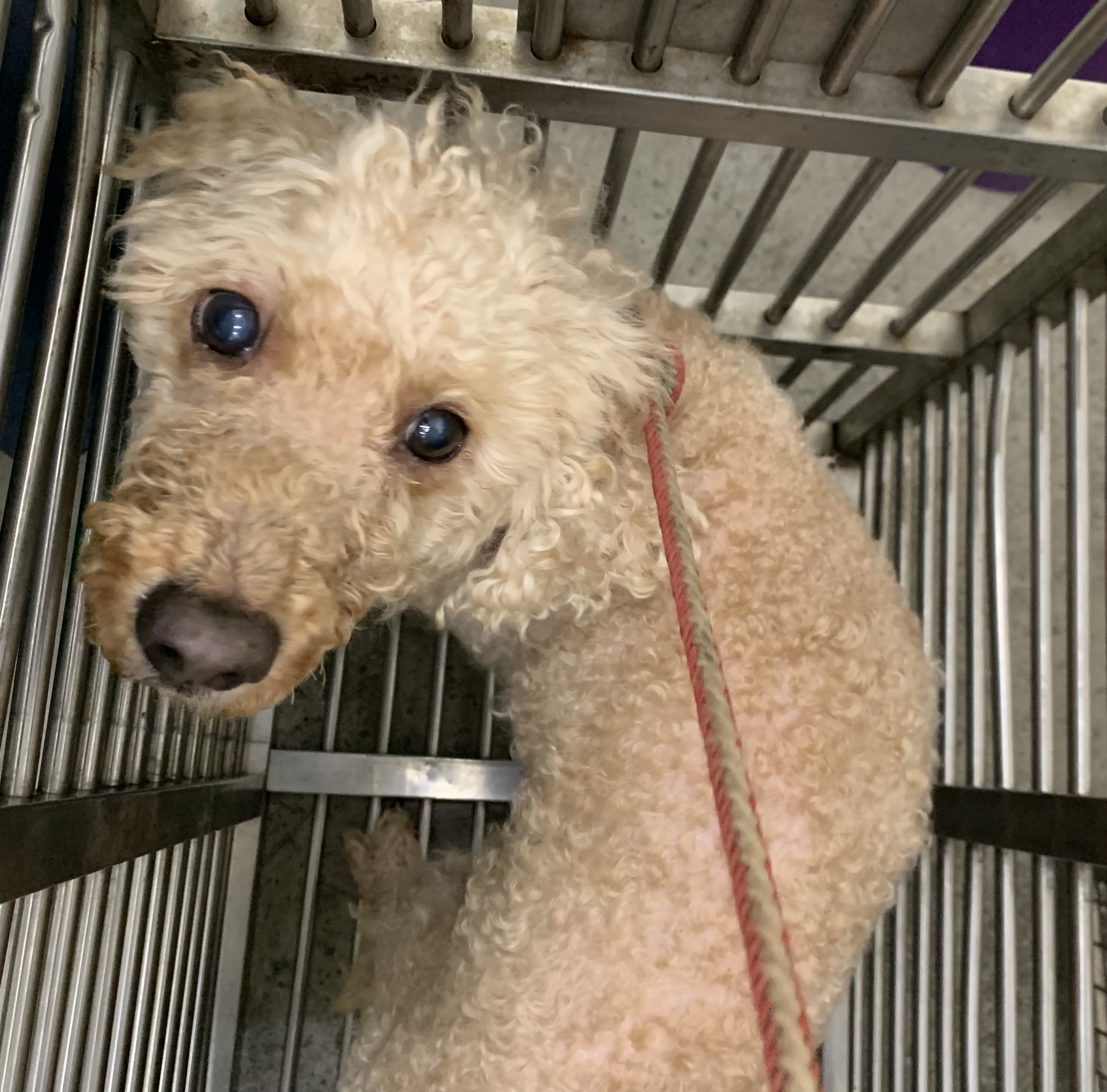 Photo of No. VAAAG114102804, Adult · Male · Small · poodle