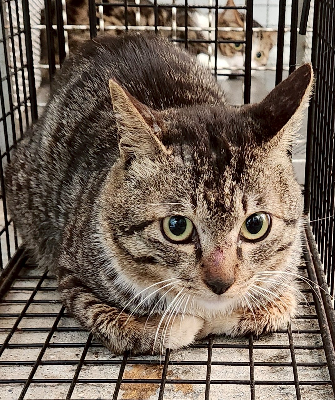 Photo of No. AAAJG1141029006, Adult · Female · Medium · Mixed breed