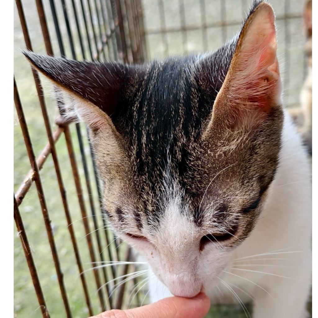 Photo of No. AAAJG1141029003, Adult · Male · Medium · Mixed breed