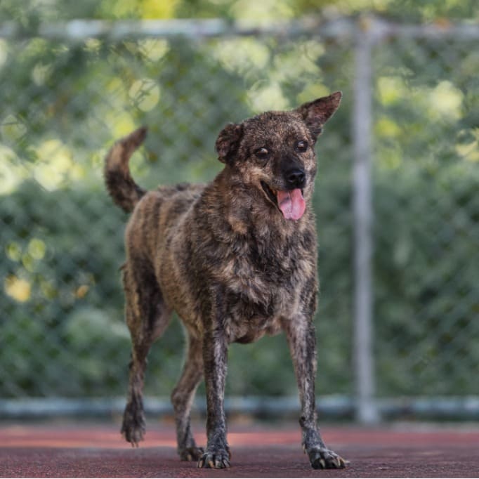 Photo of No. AAADG2020042106, Adult · Female · Medium · Mixed breed