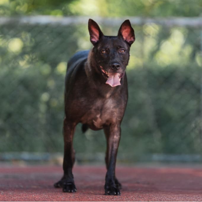 Photo of No. AAADG2022030501, Adult · Male · Medium · Mixed breed