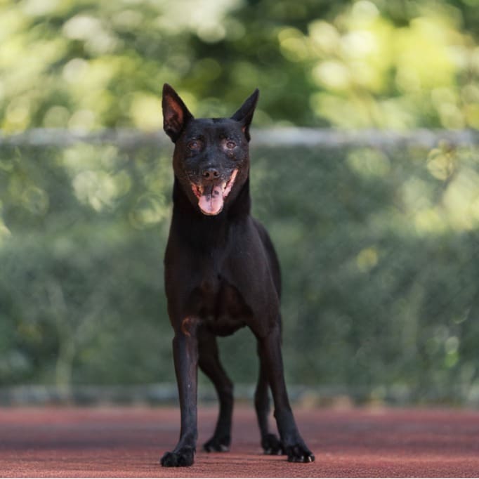 Photo of No. AAADG2017090525, Adult · Female · Medium · Mixed breed