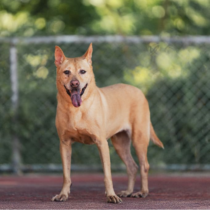 Photo of No. AAADG2017122504, Adult · Female · Medium · Mixed breed