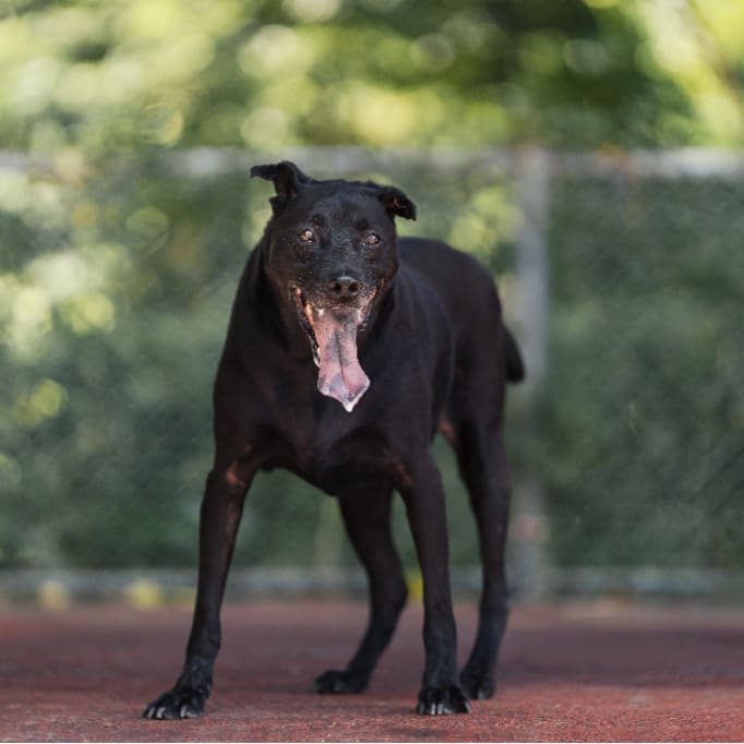 Photo of No. AAADG2021022202, Adult · Male · Medium · Mixed breed