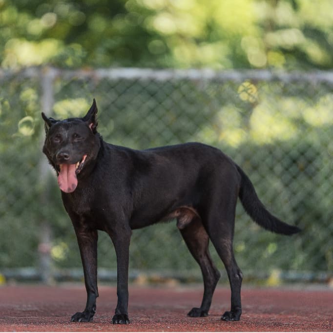 Photo of No. AAADG2022042602, Adult · Male · Medium · Formosan Mountain Dog