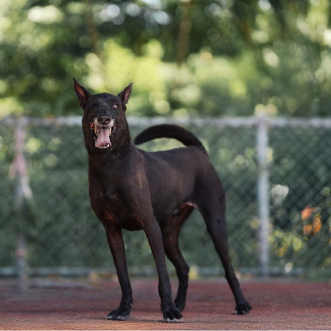Black adult male mixed-breed dog, Medium, shelter no. …1403