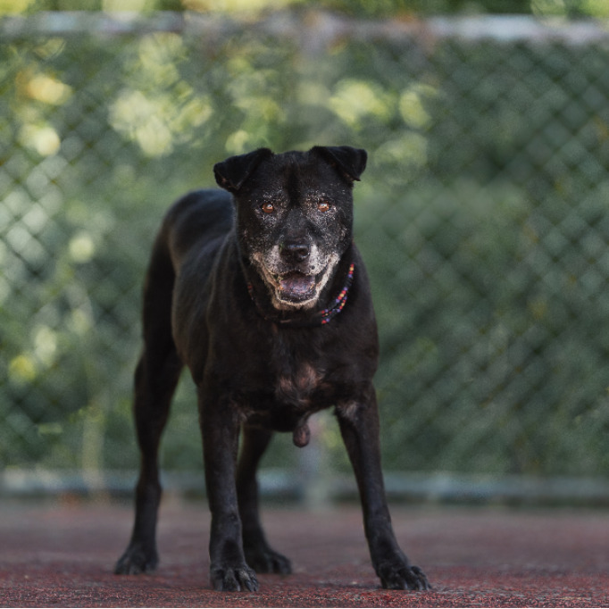Photo of No. AAADG2019070219, Adult · Male · Medium · Mixed breed