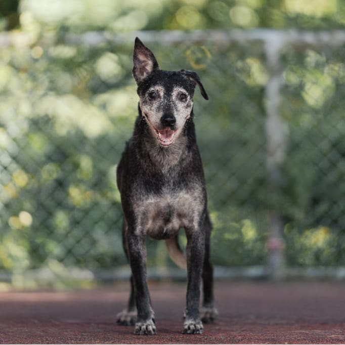 Photo of No. AAADG2018012203, Adult · Female · Medium · Mixed breed