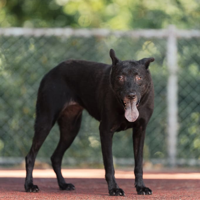 Photo of No. AAADG2021090209, Adult · Female · Medium · Mixed breed